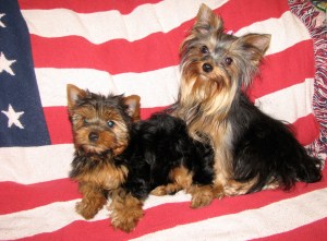 Dutchess and Bubbles